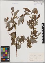 Foto von Salix daphnoides Vill.